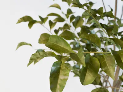 Fraxinus griffithii Tree 3D model