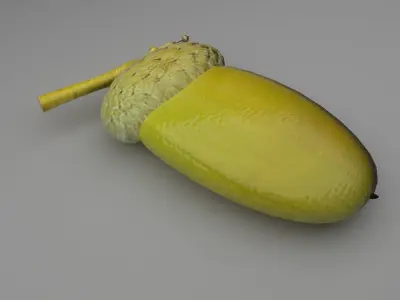 Acorn 3D model