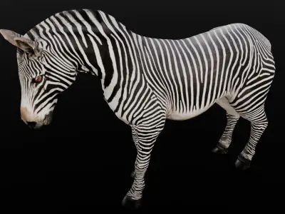 Animated Zebra 3D Model Low-poly 3D model