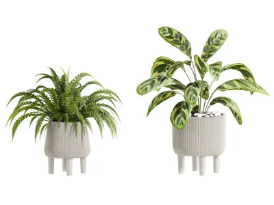 Plants Set 3D model get