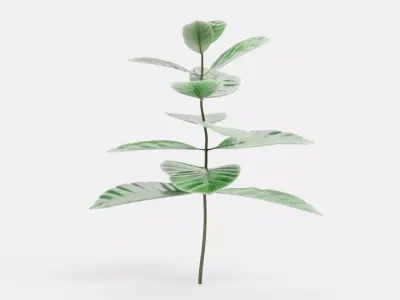 -Arabica Coffee Plant- 3D model