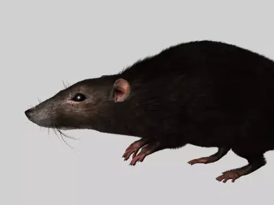 rat 3d model fur 3D model