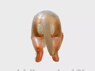 Red Colobus Monkey 3D Model with Rusty Red Tones and Black Ma... Low-poly 3D model