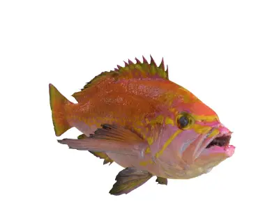 RED FISH DOWNLOAD SALMON TUNA SEA OCEAN 3D print model