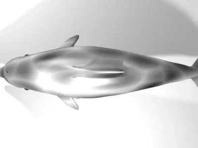 Dolphin - Coastal 3D model