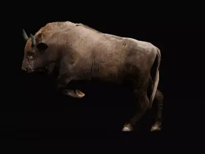 European bison Calf Low-poly 3D model