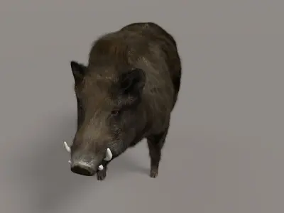 Wild Boar 3D model