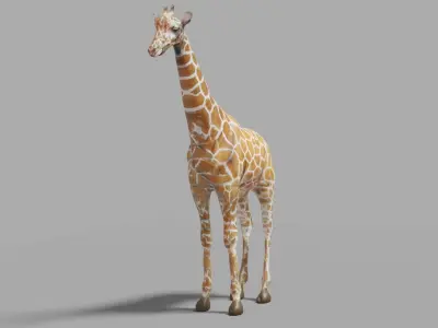 giraffe 3D model