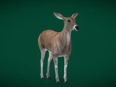 Virginia Deer  Low-poly 3D model