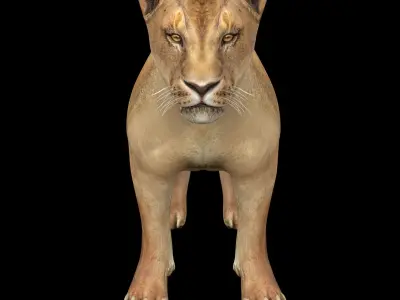   Lion female - Lioness Rig Low-poly 3D model