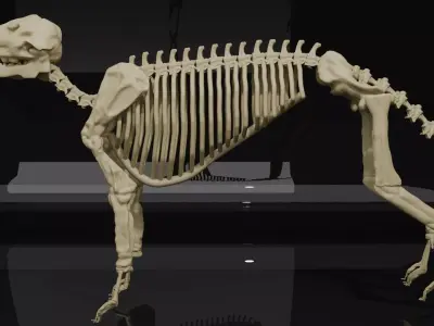 WOLF SKELETON 3D MODEL  Low-poly 3D model