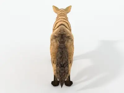 Aardwolf hyena Low-poly 3D model