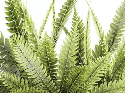 Green floral bouquet fern branches modern glass vase decor 3D model