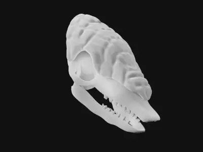 Armadillo skull 3D model