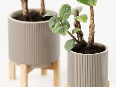 Houseplants  3D model