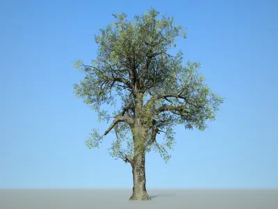 Broadleaf 007 Low-poly 3D model