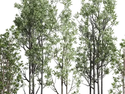 Indoor plant set 368 concrete vase plant tree shrub Low-poly 3D model