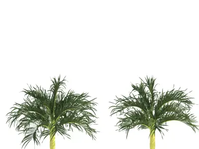 Adonidia merrillii  Manila palm  Free 3D model