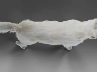Fur White Dog NO Rig  Low-poly 3D model