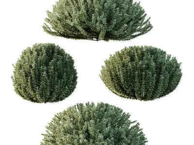 Frutices Fortescue Euonymus 05 Free 3D model