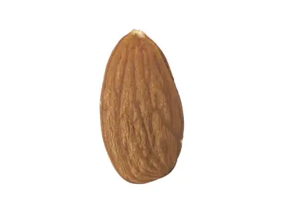 Photorealistic Almond 3D Scan 3D model