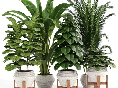 Indoor plant collection 09 3D model