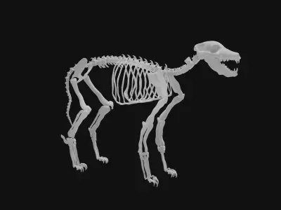 Jackal skeleton 3D model