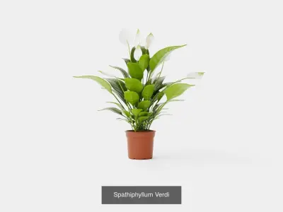 Collection of Spathiphyllum Houseplant - 3 Models