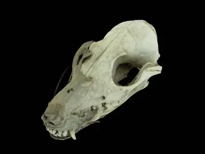 Canine Skull 3D model