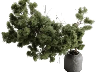 Bonsai Tree in a stone pot - Indoor Plant 643 3D model