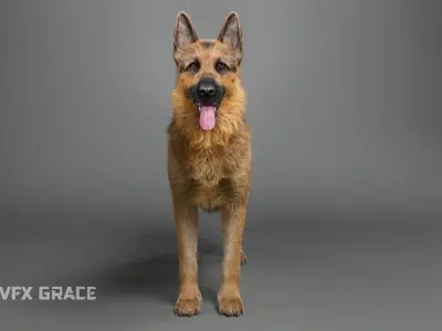 German Shepherd Rig - MAYA 3D model