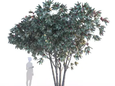 Bronze loquat eriobotrya deflexa multi 3D model