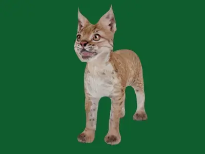 Eurasian Lynx Cub 3D model