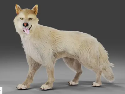 Fur Gray Wolf Rigged V02 in Blender Low-poly 3D model