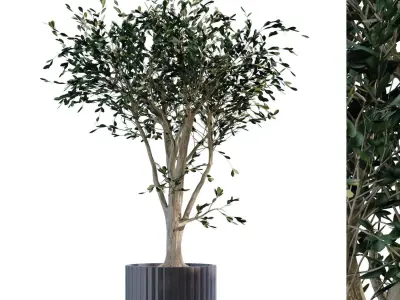 plant in vase set 898 3D model