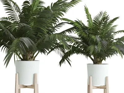 Palms In Pot 3D model