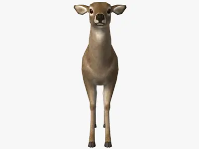 Doe Model deer Low-poly 3D model