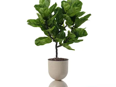 Ficus lyrata in modern flower pot 3D model