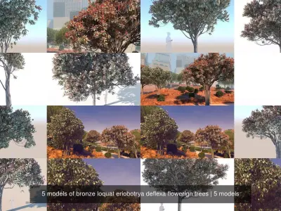5 models of bronze loquat eriobotrya deflexa flowering trees 3D Model Collection