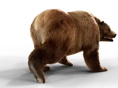 Brown Bear Fur Animated  Low-poly 3D model