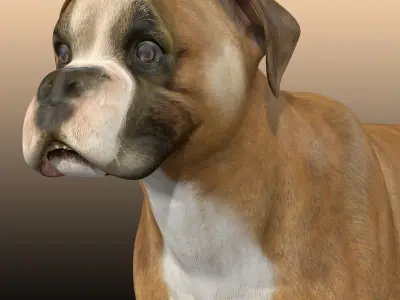 Boxer Dog  3D model