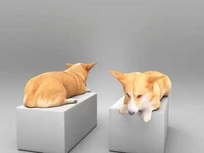 Welsh corgi 44 Low-poly 3D model