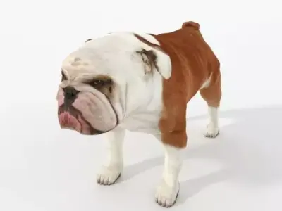 Bulldog Low-poly 3D model