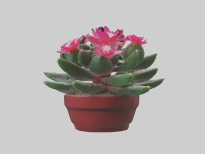 Christmas Cactus Model Low-poly 3D model
