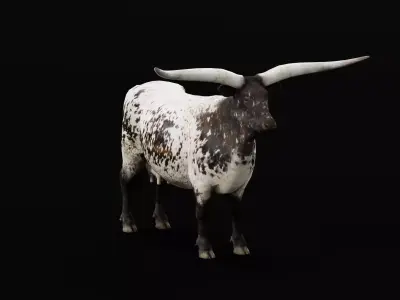Texas Longhorn Beef Cattle Low-poly 3D model