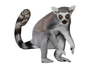 Ring Tailed Lemur Low-poly 3D model
