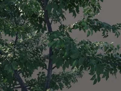 Small tree 3D model
