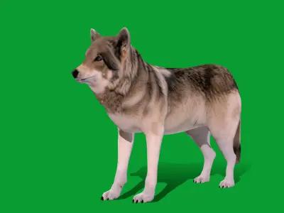 The Grey Wolf Low-poly 3D model