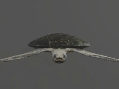 low poly sea turtle Low-poly 3D model