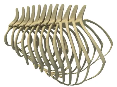 Anatomical Bear Rib Cage 3D model